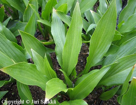 Hosta clausa